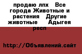 продаю лпх - Все города Животные и растения » Другие животные   . Адыгея респ.